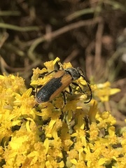 Crossidius pulchellus