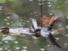 Lithobates virgatipes