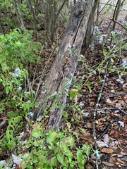Hydrophyllum appendiculatum