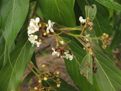 Nectandra