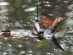 Lithobates virgatipes