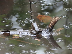 Lithobates virgatipes