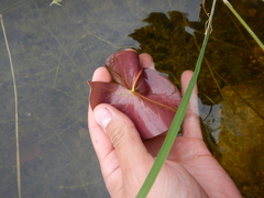 Nymphaea odorata odorata