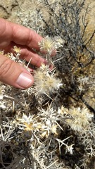 Tetradymia stenolepis
