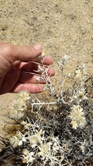 Tetradymia stenolepis