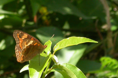 Junonia neildi