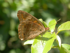 Junonia neildi