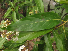 Nectandra