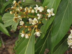Nectandra