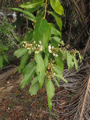 Nectandra