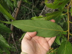 Nectandra