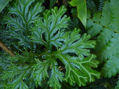 Selaginellaceae