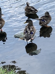 Anas platyrhynchos