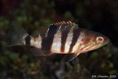 Serranus hepatus