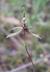 Caladenia barbarossa