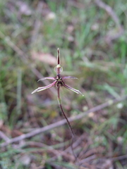 Caladenia barbarossa