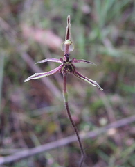 Caladenia barbarossa