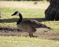Branta canadensis
