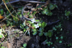 Epilobium pedunculare