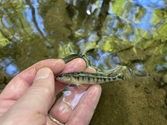 Percina nigrofasciata