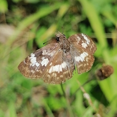 Chiomara georgina georgina