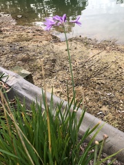 Tulbaghia violacea