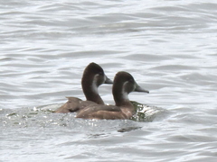 Netta erythrophthalma