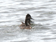 Netta erythrophthalma