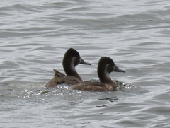 Netta erythrophthalma