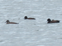 Netta erythrophthalma