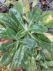 Pilosella aurantiaca