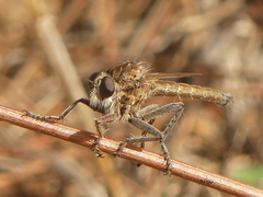 Etrurus emarginatus