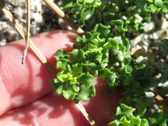 Ericameria cuneata