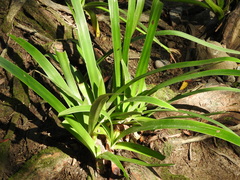 Hymenocallis littoralis