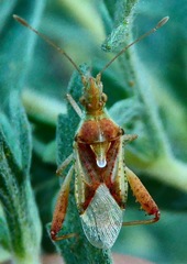 Harmostes angustatus