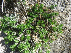 Ericameria cuneata
