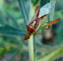 Harmostes angustatus