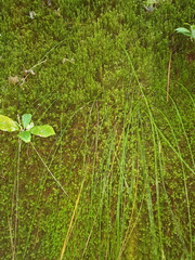 Schoenus pauciflorus