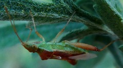 Harmostes angustatus