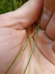 Schoenus pauciflorus