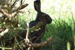 Broom Hare photo 4