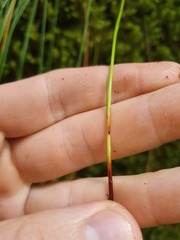 Schoenus pauciflorus