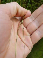 Schoenus pauciflorus
