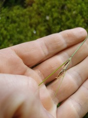 Schoenus pauciflorus