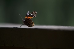 Vanessa atalanta