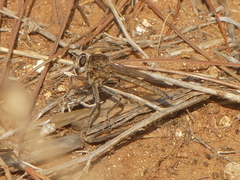 Etrurus emarginatus