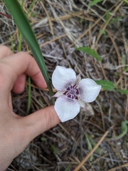 Calochortus elegans selwayensis