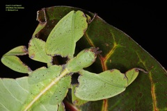 Pulchriphyllium bioculatum