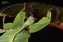 Pulchriphyllium bioculatum