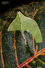 Pulchriphyllium bioculatum